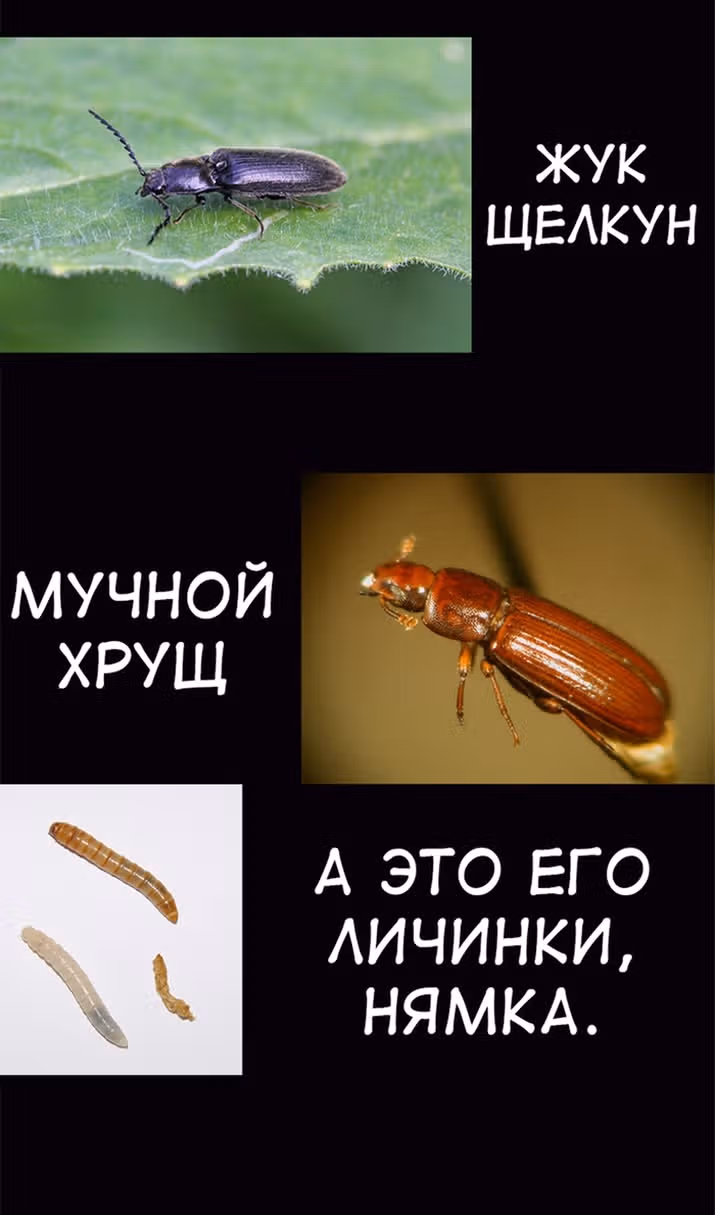Знаток ядов из Сычуаньского клана Тан — Том 1 · Глава 44, страница 141