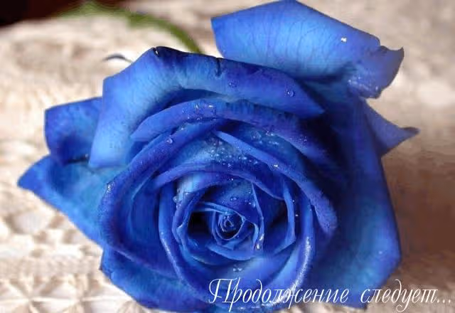 Бархатная синяя Роза — Том 3 · Глава 16, страница 30
