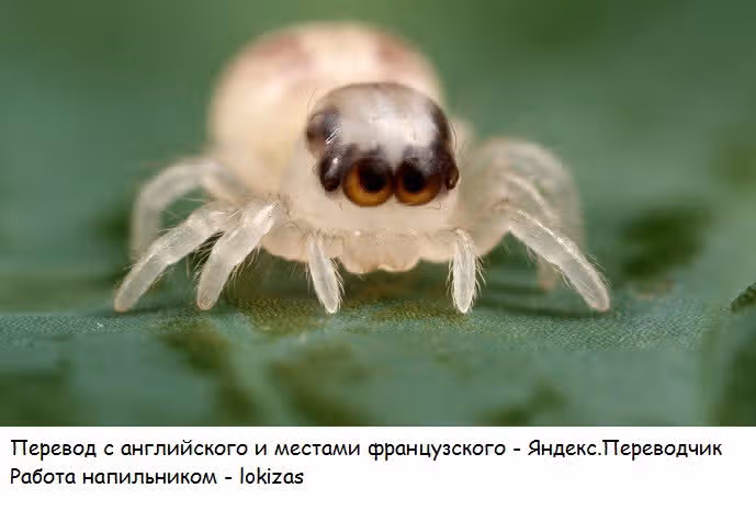 Девушки-феи — Том 2 · Глава 10, страница 41