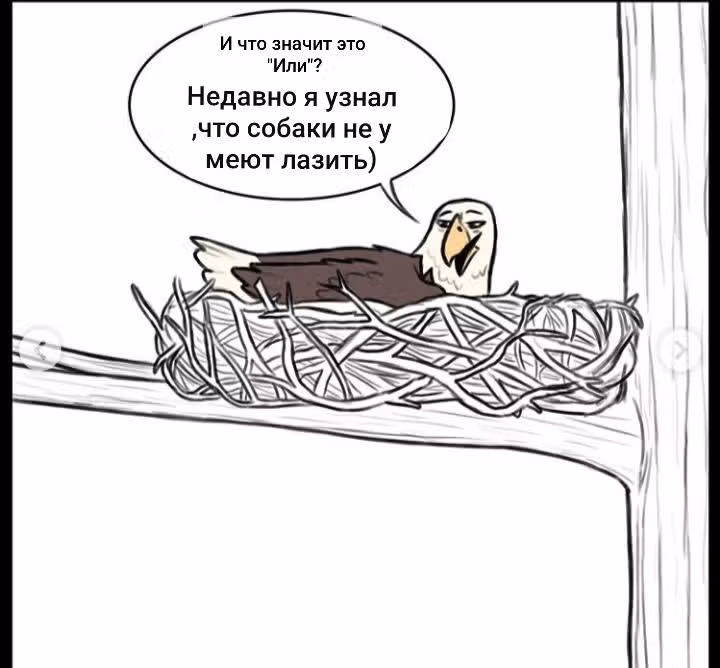Брут и Пикси — Том 1 · Глава 43, страница 5